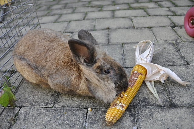 Mais für Kaninchen